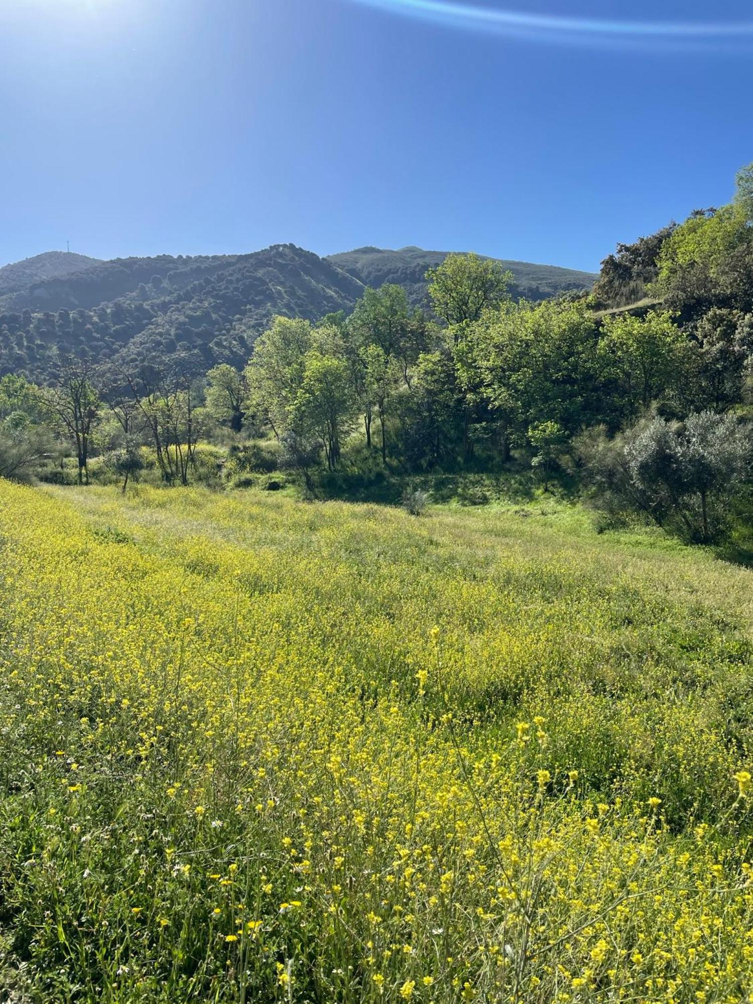 Apartamento Ruta Del Veleta Cenes De La Vega Exteriör bild